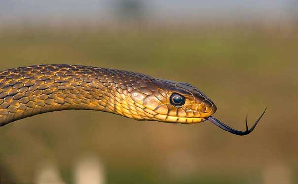 家养宠物蛇影响蛇开食的因素有哪些宠物蛇 (13).jpg