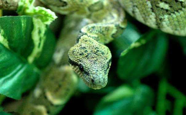 家养宠物蛇影响蛇开食的因素有哪些宠物蛇 (24).jpg
