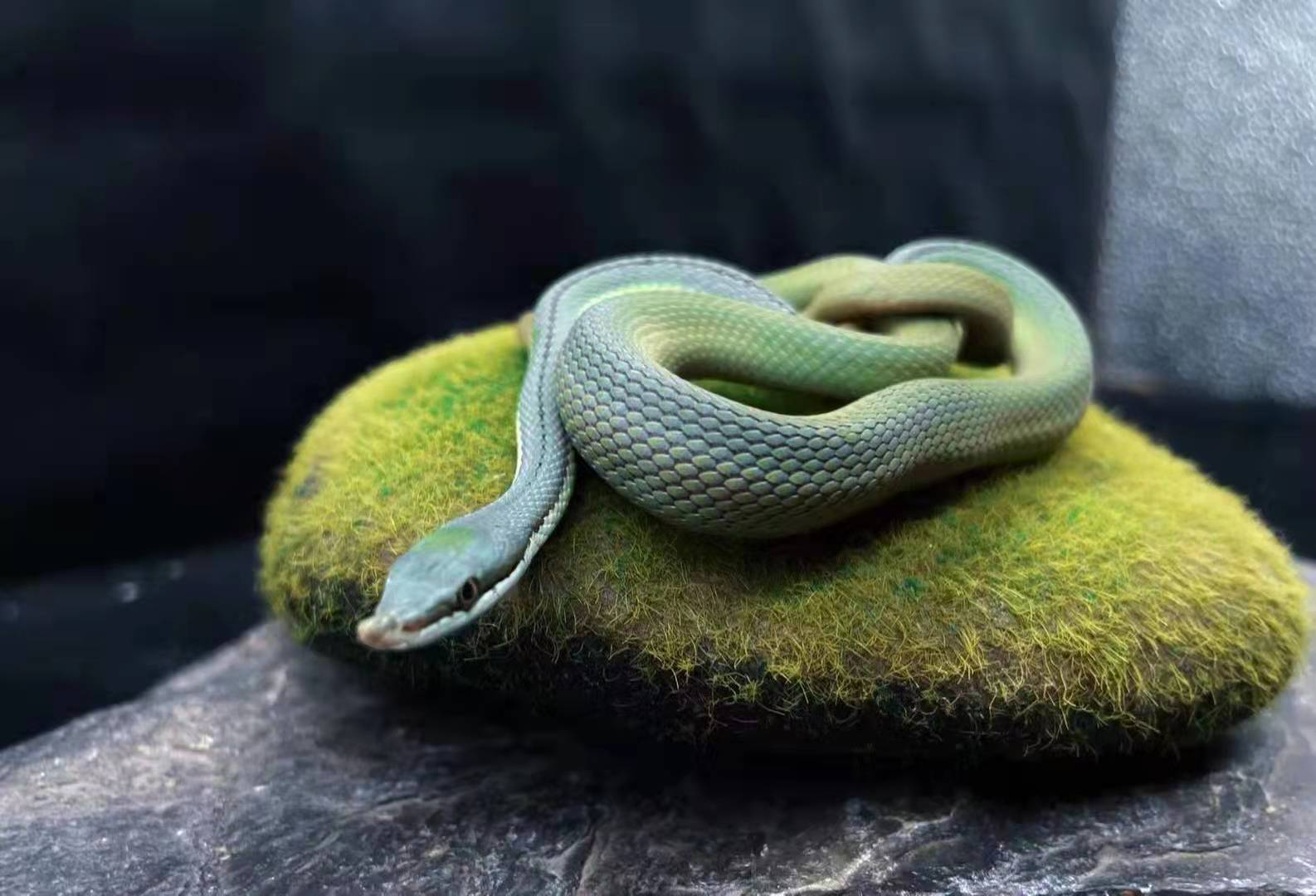 绿巴伦蛇