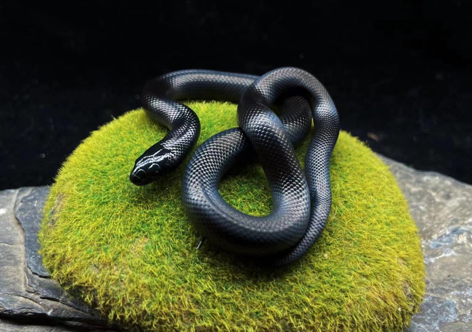 墨西哥黑王蛇